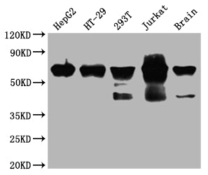 DDX5 Antibody – Figure 1 of 4