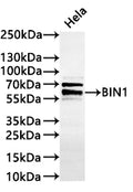 Western Blot
Positive WB detected in: Hela whole cell lysate(20µg) 
All lanes: BIN1 antibody at 1:1000
Secondary
Goat polyclonal to rabbit IgG at 1/40000 dilution
Predicted band size: 65 kDa
Observed band size: 65-88 kDa
Exposure time：2min