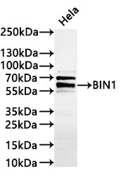 Western Blot
Positive WB detected in: Hela whole cell lysate(20µg) 
All lanes: BIN1 antibody at 1:1000
Secondary
Goat polyclonal to rabbit IgG at 1/40000 dilution
Predicted band size: 65 kDa
Observed band size: 65-88 kDa
Exposure time：2min