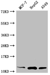 Western Blot
Positive WB detected in: MCF-7 whole cell lysate, HepG2 whole cell lysate, A549 whole cell lysate
All lanes: TXN antibody at 1:2000
Secondary
Goat polyclonal to rabbit IgG at 1/50000 dilution
Predicted band size: 10, 12 kDa
Observed band size: 12 kDa
