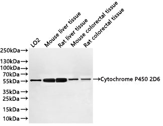 Western Blot
Positive WB detected in: LO2 whole cell lysate(30µg) , Mouse liver tissue lysate(30µg) ) , Rat liver tissue lysate(30µg) ) , Mouse colorectal tissue lysate(30µg) ) , Rat colorectal tissue lysate(30µg) 
All lanes: Cytochrome P450 2D6 antibody at 1:1000
Secondary
Goat polyclonal to rabbit IgG at 1/40000 dilution
Predicted band size: 56 kDa
Observed band size: 56 kDa
Exposure time：20s