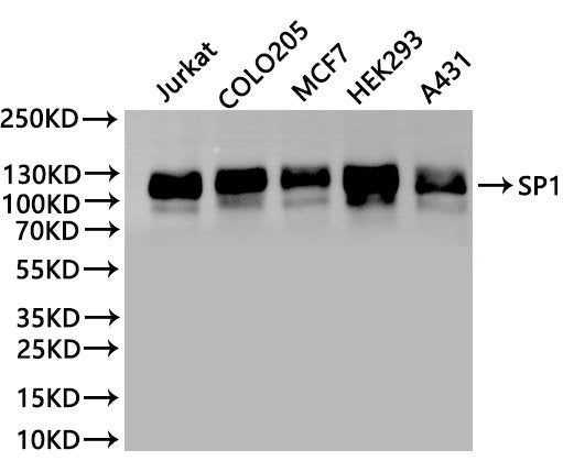 Western Blot
Positive WB detected in: Jurkat whole cell lysate(30µg), COLO205 whole cell lysate(30µg), MCF7 whole cell lysate(30µg), HEK293 whole cell lysate(30µg), A431 whole cell lysate(30µg)
All lanes: SP1 antibody at 1:1000
Secondary
Goat polyclonal to rabbit IgG at 1/40000 dilution
Predicted band size: 81 kDa
Observed band size: 110 kDa
Exposure time：2min