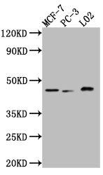 MAPK14 Antibody – Figure 1 of 4