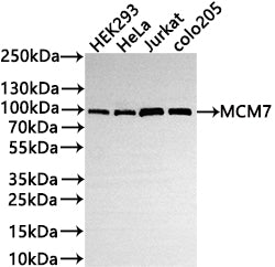 Western Blot
Positive WB detected in: HEK293 whole cell lysate(30µg) , HeLa whole cell lysate(30µg) , Jurkat whole cell lysate, COLO205 whole cell lysate(30µg) 
All lanes: MCM7 antibody at 1:1000
Secondary
Goat polyclonal to rabbit IgG at 1/50000 dilution
Predicted band size: 81 kDa
Observed band size: 100 kDa
Exposure time: 3min