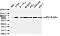 Western Blot, 
Positive WB detected in: Hela whole cell lysate(30µg), Jurkat whole cell lysate(30µg), SH-SY5Y whole cell lysate(30µg), colo205 whole cell lysate(30µg), A431 whole cell lysate(30µg), THP-1 whole cell lysate(30µg)
All lanes: Dip13 alpha antibody at 1:1000
Secondary
Goat polyclonal to rabbit IgG at 1/40000 dilution
Predicted band size: 80 kDa
Observed band size: 85 kDa
Exposure time：10s