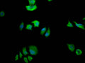 FASN Antibody – Figure 1 of 2