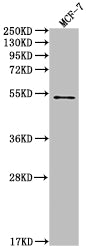 PDCD1 Antibody – Figure 1 of 2