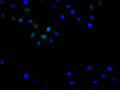 Immunofluorescence staining of Hela cell with CSB-RA240912A0HU at 1:50, counter-stained with DAPI. The cells were fixed in 4% formaldehyde, permeabilized using 0.2% Triton X-100 and blocked in 10% normal Goat Serum. The cells were then incubated with the antibody overnight at 4°C. The secondary antibody was Alexa Fluor 488-congugated AffiniPure Goat Anti-Rabbit IgG(H+L) .