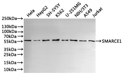 Western Blot
Positive WB detected in: Hela whole cell lysate(30µg), HepG2 whole cell lysate(30µg), SH-SY5Y whole cell lysate(30µg), K562 whole cell lysate(30µg), whole cell lysate(30µg), U-251MG whole cell lysate(30µg), NIH/3T3 whole cell lysate(30µg), A549 whole cell lysate(30µg), Jurkat whole cell lysate(30µg)
All lanes: SMARCE1 antibody at 1:1000
Secondary
Goat polyclonal to rabbit IgG at 1/40000 dilution
Predicted band size: 47 kDa
Observed band size: 57 kDa
Exposure time：3min