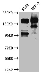 SIN3A Antibody – Figure 1 of 4
