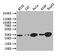 Western Blot
Positive WB detected in: HT29 whole cell lysate, U87 whole cell lysate,Hela whole cell lysate,A549 whole cell lysate,HEPG2 whole cell lysate
All lanes: Syntenin antibody at 1:1000
Secondary
Goat polyclonal to rabbit IgG at 1/50000 dilution
Predicted band size: 32 kDa
Observed band size: 32 kDa
