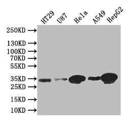Western Blot
Positive WB detected in: HT29 whole cell lysate, U87 whole cell lysate,Hela whole cell lysate,A549 whole cell lysate,HEPG2 whole cell lysate
All lanes: Syntenin antibody at 1:1000
Secondary
Goat polyclonal to rabbit IgG at 1/50000 dilution
Predicted band size: 32 kDa
Observed band size: 32 kDa