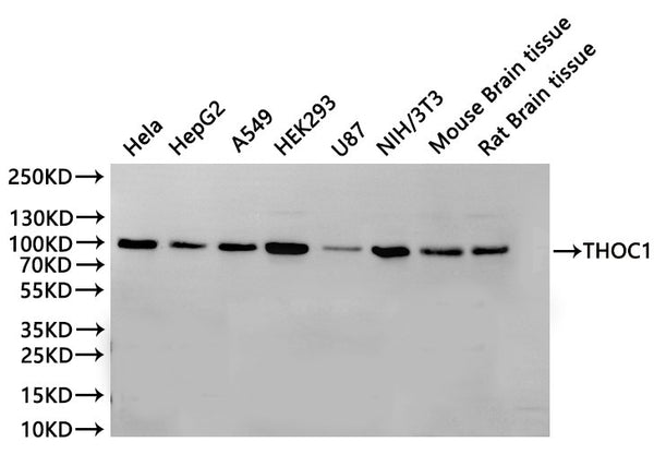 Western Blot
Positive WB detected in: Hela whole cell lysate(30µg), HepG2 whole cell lysate(30µg), A549 whole cell lysate(30µg), HEK293 whole cell lysate(30µg), U-87MG whole cell lysate(30µg), NIH/3T3 whole cell lysate(30µg), Mouse brain tissue lysate(30µg), Rat brain tissue lysate(30µg)
All lanes: THOC1 antibody at 1:1000
Secondary
Goat polyclonal to rabbit IgG at 1/40000 dilution
Predicted band size: 76 kDa
Observed band size: 100 kDa
Exposure time：2min