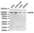 Western Blot, 
Positive WB detected in:K562 whole cell lysate(30µg), COLO-205 whole cell lysate(30µg), A431 whole cell lysate(30µg), HEK293 whole cell lysate(30µg)
All lanes: eIF3B antibody at 1:1000
Secondary
Goat polyclonal to rabbit IgG at 1/40000 dilution
Predicted band size: 92 kDa
Observed band size: 116 kDa
Exposure time：1min