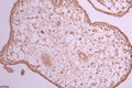 IHC image of CSB-RA250534A0HU diluted at 1:100 and staining in paraffin-embedded human placenta tissue performed on a Leica BondTM system. After dewaxing and hydration, antigen retrieval was mediated by high pressure in a citrate buffer (pH 6.0) . Section was blocked with 10% normal goat serum 30min at RT. Then primary antibody (1% BSA) was incubated at 4°C overnight. The primary is detected by a Goat anti-rabbit polymer IgG labeled by HRP and visualized using 0.05% DAB.