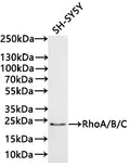 Western Blot
Positive WB detected in: SH-SY5Y whole cell lysate(30µg) 
All lanes: RhoA/B/C antibody at 1:1000
Secondary
Goat polyclonal to rabbit IgG at 1/40000 dilution
Predicted band size: 22 kDa
Observed band size: 22 kDa
Exposure time：2min