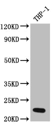 Western Blot
Positive WB detected in: THP-1 whole cell lysate
All lanes: IL23 antibody at 1:1000
Secondary
Goat polyclonal to rabbit IgG at 1/50000 dilution
Predicted band size: 21 kDa
Observed band size: 21 kDa