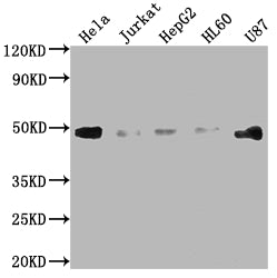FAS Antibody – Figure 1 of 3