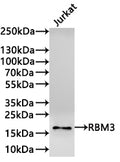 Western Blot
Positive WB detected in: Jurkat whole cell lysate(30µg) 
All lanes:RBM3 antibody at 1:1000
Secondary
Goat polyclonal to rabbit IgG at 1/40000 dilution
Predicted band size: 17 kDa
Observed band size: 17 kDa
Exposure time：2min