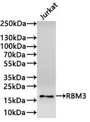 Western Blot
Positive WB detected in: Jurkat whole cell lysate(30µg) 
All lanes:RBM3 antibody at 1:1000
Secondary
Goat polyclonal to rabbit IgG at 1/40000 dilution
Predicted band size: 17 kDa
Observed band size: 17 kDa
Exposure time：2min