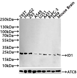 Western Blot
Positive WB detected in: 293T whole cell lysate, Hela whole cell lysate, HepG2 whole cell lysate 293 whole cell lysate, A549 whole cell lysate, U-251 whole cell lysate, Mouse Brain whole cell lysate
All lanes: Id1 antibody at 1:1000
Secondary
Goat polyclonal to rabbit IgG at 1/50000 dilution
Predicted band size: 17, 16 kDa
Observed band size: 26 kDa
