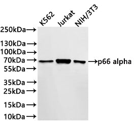 Western Blot
Positive WB detected in:K562 whole cell lysate(30µg) , Jurkat whole cell lysate(30µg) , NIH/3T3 whole cell lysate(30µg) 
All lanes: p66 alpha antibody at 1:1000
Secondary
Goat polyclonal to rabbit IgG at 1/40000 dilution
Predicted band size: 68 kDa
Observed band size: 68 kDa
Exposure time：1min
