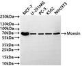 Western Blot
Positive WB detected in: MCF-7 whole cell lysate(30µg) , U-251MG whole cell lysate(30µg) , PC-3 whole cell lysate(30µg) , K562 whole cell lysate(30µg) , NIH/3T3 whole cell lysate(30µg) 
All lanes: Moesin antibody at 1:1000
Secondary
Goat polyclonal to rabbit IgG at 1/50000 dilution
Predicted band size: 68 kDa
Observed band size: 68 kDa
Exposure time: 3min