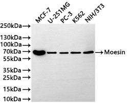 Western Blot
Positive WB detected in: MCF-7 whole cell lysate(30µg) , U-251MG whole cell lysate(30µg) , PC-3 whole cell lysate(30µg) , K562 whole cell lysate(30µg) , NIH/3T3 whole cell lysate(30µg) 
All lanes: Moesin antibody at 1:1000
Secondary
Goat polyclonal to rabbit IgG at 1/50000 dilution
Predicted band size: 68 kDa
Observed band size: 68 kDa
Exposure time: 3min