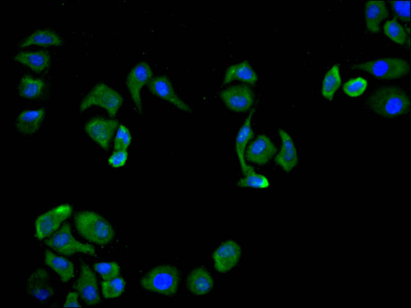 Immunofluorescence staining of Hela cell with CSB-RA261042A0HU at 1:50, counter-stained with DAPI. The cells were fixed in 4% formaldehyde, permeabilized using 0.2% Triton X-100 and blocked in 10% normal Goat Serum. The cells were then incubated with the antibody overnight at 4°C. The secondary antibody was Alexa Fluor 488-congugated AffiniPure Goat Anti-Rabbit IgG(H+L) .