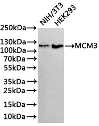 Western Blot
Positive WB detected in: NIH/3T3 whole cell lysate(30µg), HEK293 whole cell lysate(30µg)
All lanes: MCM3 antibody at 1:1000
Secondary
Goat polyclonal to rabbit IgG at 1/40000 dilution
Predicted band size: 91 kDa
Observed band size: 120 kDa
Exposure time：5min