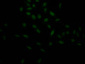 Immunofluorescence staining of Hela Cells with CSB-RA263943A0HU at 1:50, counter-stained with DAPI. The cells were fixed in 4% formaldehyde, permeated by 0.2% TritonX-100, and blocked in 10% normal Goat Serum. The cells were then incubated with the antibody overnight at 4℃. Nuclear DNA was labeled in blue with DAPI. The secondary antibody was FITC-conjugated AffiniPure Goat Anti-Rabbit IgG (H+L) .
