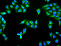 Immunofluorescence staining of Hela cell with CSB-RA264265A0HU at 1:50 , counter-stained with DAPI. The cells were fixed in 4% formaldehyde, permeabilized using 0.2% Triton X-100 and blocked in 10% normal Goat Serum. The cells were then incubated with the antibody overnight at 4°C. The secondary antibody was Alexa Fluor 488-congugated AffiniPure Goat Anti-Rabbit IgG(H+L).
