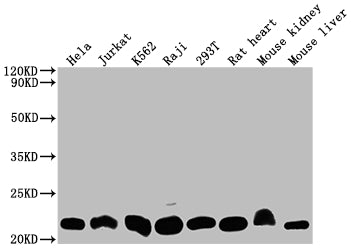 DHFR Antibody – Figure 1 of 4