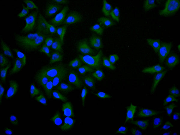 Immunofluorescence staining of HeLa cell with CSB-RA265446A0HU at 1:50 , counter-stained with DAPI. The cells were fixed in 4% formaldehyde, permeabilized using 0.2% Triton X-100 and blocked in 10% normal Goat Serum. The cells were then incubated with the antibody overnight at 4°C. The secondary antibody was Alexa Fluor 488-congugated AffiniPure Goat Anti-Rabbit IgG(H+L).