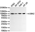 Western Blot
Positive WB detected in: K562 whole cell lysate(30µg) , SH-SY5Y whole cell lysate(30µg) , THP-1 whole cell lysate(30µg) , HT-29 whole cell lysate(30µg) 
All lanes: UBA2 antibody at 1:1000
Secondary
Goat polyclonal to rabbit IgG at 1/40000 dilution
Predicted band size: 71 kDa
Observed band size: 100 kDa
Exposure time：2min