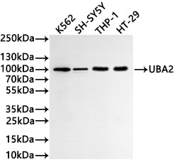 Western Blot
Positive WB detected in: K562 whole cell lysate(30µg) , SH-SY5Y whole cell lysate(30µg) , THP-1 whole cell lysate(30µg) , HT-29 whole cell lysate(30µg) 
All lanes: UBA2 antibody at 1:1000
Secondary
Goat polyclonal to rabbit IgG at 1/40000 dilution
Predicted band size: 71 kDa
Observed band size: 100 kDa
Exposure time：2min