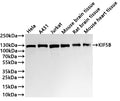 Western Blot
Positive WB detected in: Hela whole cell lysate(30µg) , A431 whole cell lysate(30µg) , Jurkat whole cell lysate(30µg) , Mouse brain tissue lysate(30µg) , Rat brain tissue lysate(30µg) , Mouse heart tissue lysate(30µg) 
All lanes:KIF5B antibody at 1:1000
Secondary
Goat polyclonal to rabbit IgG at 1/40000 dilution
Predicted band size: 110 kDa
Observed band size: 120 kDa
Exposure time：2min