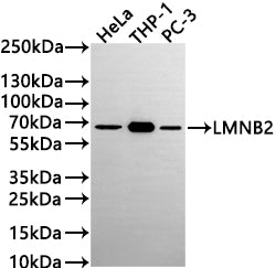 Western Blot
Positive WB detected in: HeLa whole cell lysate(30µg) , THP-1 whole cell lysate, PC-3 whole cell lysate(30µg) 
All lanes: LMNB2 antibody at 1:1000
Secondary
Goat polyclonal to rabbit IgG at 1/50000 dilution
Predicted band size: 70 kDa
Observed band size: 68 kDa
Exposure time: 3min