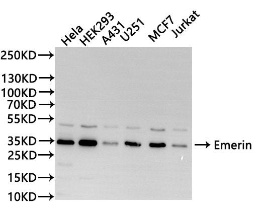 Western Blot
Positive WB detected in: Hela whole cell lysate(30µg), HEK293 whole cell lysate(30µg), A431 whole cell lysate(30µg), U-251MG whole cell lysate(30µg), MCF-7 whole cell lysate(30µg), Jurkat whole cell lysate(30µg)
All lanes: Emerin antibody at 1:1000
Secondary
Goat polyclonal to rabbit IgG at 1/40000 dilution
Predicted band size: 29 kDa
Observed band size: 35 kDa
Exposure time：30s