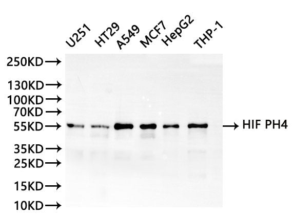 Western Blot
Positive WB detected in: U-251MG whole cell lysate(30µg), HT-29 whole cell lysate(30µg), A549 whole cell lysate(30µg), MCF-7 whole cell lysate(30µg), HepG2 whole cell lysate(30µg), THP-1 whole cell lysate(30µg)
All lanes:HIF PH4 antibody at 1:1000
Secondary
Goat polyclonal to rabbit IgG at 1/40000 dilution
Predicted band size: 57 kDa
Observed band size: 55 kDa
Exposure time：1min