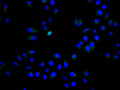 Immunofluorescence staining of Hela cell with CSB-RA269477A0HU at 1:50, counter-stained with DAPI. The cells were fixed in 4% formaldehyde and blocked in 10% normal Goat Serum. The cells were then incubated with the antibody overnight at 4°C. The secondary antibody was Alexa Fluor 488-congugated AffiniPure Goat Anti-Rabbit IgG(H+L) .