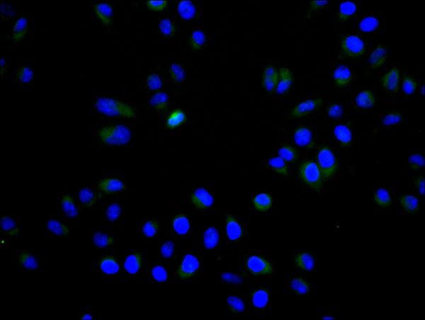 Immunofluorescence staining of Hela cell with CSB-RA269477A0HU at 1:50, counter-stained with DAPI. The cells were fixed in 4% formaldehyde and blocked in 10% normal Goat Serum. The cells were then incubated with the antibody overnight at 4°C. The secondary antibody was Alexa Fluor 488-congugated AffiniPure Goat Anti-Rabbit IgG(H+L) .