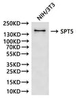 Western Blot, 
Positive WB detected in:NIH/3T3 whole cell lysate(30µg)
All lanes: SPT5 antibody at 1:1000
Secondary
Goat polyclonal to rabbit IgG at 1/40000 dilution
Predicted band size: 121 kDa
Observed band size: 150 kDa
Exposure time：60s
