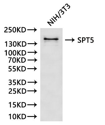 Western Blot, 
Positive WB detected in:NIH/3T3 whole cell lysate(30µg)
All lanes: SPT5 antibody at 1:1000
Secondary
Goat polyclonal to rabbit IgG at 1/40000 dilution
Predicted band size: 121 kDa
Observed band size: 150 kDa
Exposure time：60s
