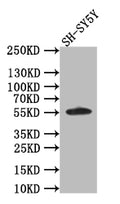 Western Blot
Positive WB detected in: SH-SY5Y whole cell lysate
All lanes: CD44 antibody at 1:1000
Secondary
Goat polyclonal to rabbit IgG at 1/50000 dilution
Predicted band size: 56 kDa
Observed band size: 56 kDa