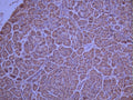 IHC image of CSB-RA272525A0HU diluted at 1:100 and staining in paraffin-embedded human pancreatic tissue performed on a Leica BondTM system. After dewaxing and hydration, antigen retrieval was mediated by high pressure in a citrate buffer (pH 6.0). Section was blocked with 10% normal goat serum 30min at RT. Then primary antibody (1% BSA) was incubated at 4°C overnight. The primary is detected by a Goat anti-rabbit polymer IgG labeled by HRP and visualized using 0.05% DAB.