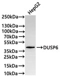 Western Blot
Positive WB detected in: HepG2 whole cell lysate(30µg) 
All lanes: DUSP6 antibody at 1:1000
Secondary
Goat polyclonal to rabbit IgG at 1/50000 dilution
Predicted band size: 42 kDa
Observed band size: 42 kDa
Exposure time: 2min