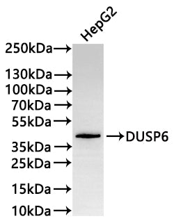 Western Blot
Positive WB detected in: HepG2 whole cell lysate(30µg) 
All lanes: DUSP6 antibody at 1:1000
Secondary
Goat polyclonal to rabbit IgG at 1/50000 dilution
Predicted band size: 42 kDa
Observed band size: 42 kDa
Exposure time: 2min
