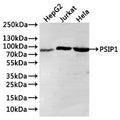 Western Blot
Positive WB detected in: HepG2 whole cell lysate(30µg), Jurkat whole cell lysate(30µg), Hela whole cell lysate(30µg)
All lanes: PSIP1 antibody at 1:1000
Secondary
Goat polyclonal to rabbit IgG at 1/40000 dilution
Predicted band size: 60 kDa
Observed band size: 75 kDa
Exposure time：1min