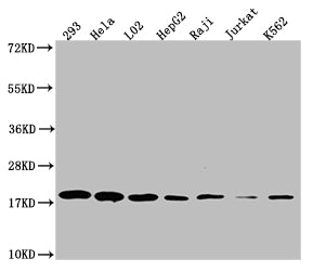 Western Blot
Positive WB detected in: 293 whole cell lysate, Hela whole cell lysate, L02 whole cell lysate, HepF2 whole cell lysate, Raji whole cell lysate, Jurkat whole cell lysate, K562 whole cell lysate
All lanes: TOMM22 antibody at 1:1000
Secondary
Goat polyclonal to rabbit IgG at 1/50000 dilution
Predicted band size: 16 kDa
Observed band size: 18 kDa
